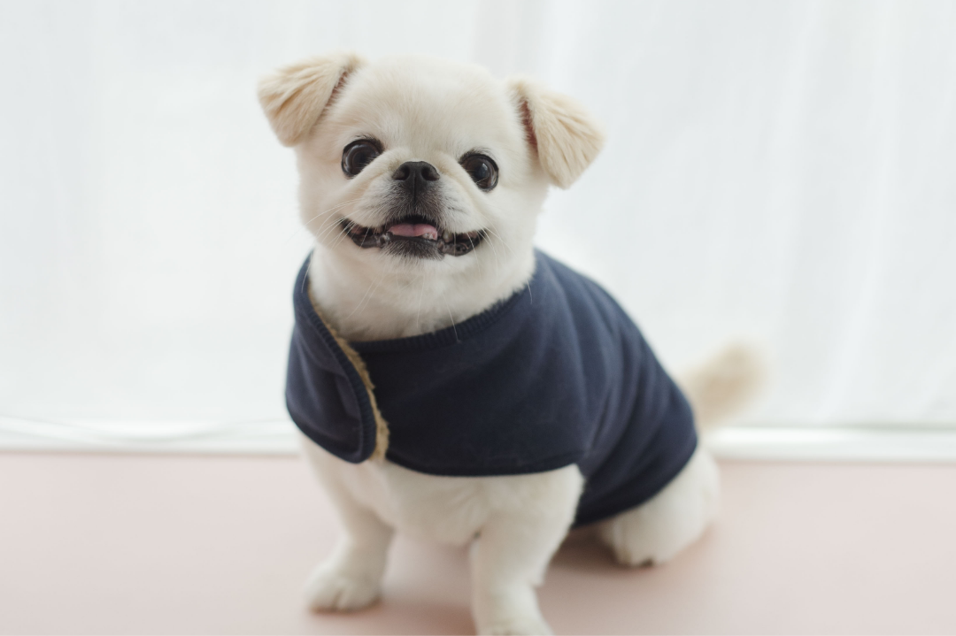 DOG着るブランケット